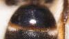 Lasioglossum sp.